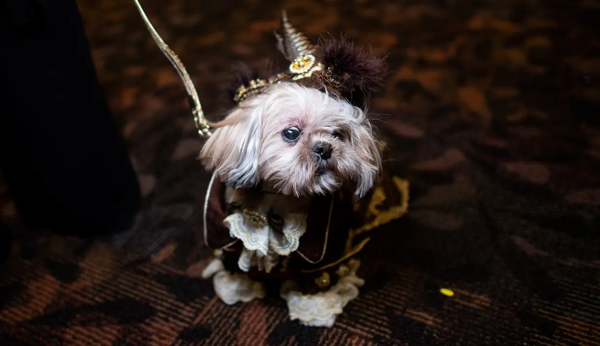 Seekor anjing mengenakan kostum untuk New York Pet Fashion Show ke-17 di New York City, Kamis (6/2/2020). Acara ini menampilkan pertunjukan anjing yang berjalan di catwalk dengan kostum yang unik. (Photo by Johannes EISELE / AFP)