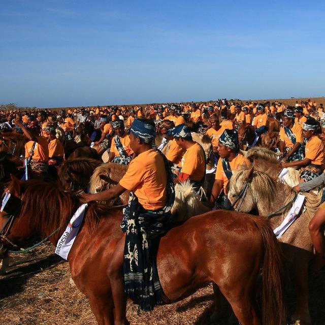 Eksotiknya Parade 1 001 Kuda Sandelwood Di Sabana Sumba Regional