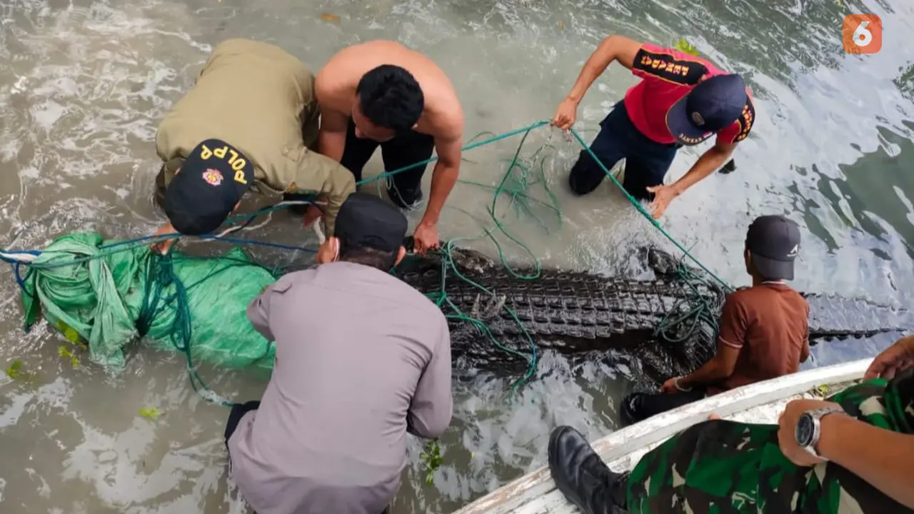 Buaya Muara