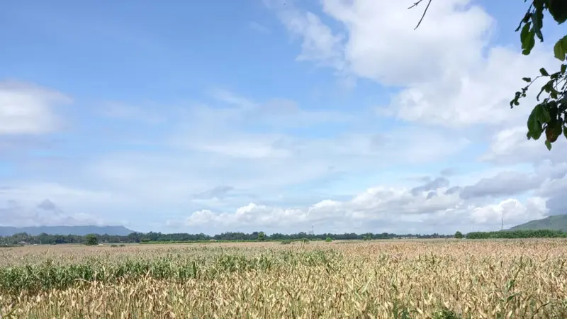 Jember dikenal sebagai salah satu Kabupaten sentra jagung di Jawa Timur