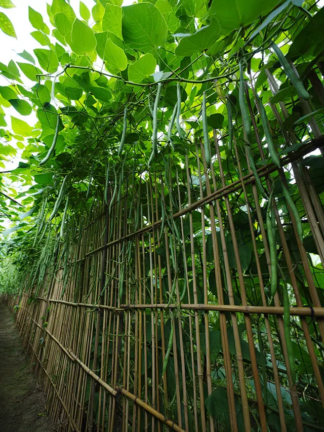 Inspirasi Kebun Kacang Panjang Rambat di Pagar Bambu (AI)