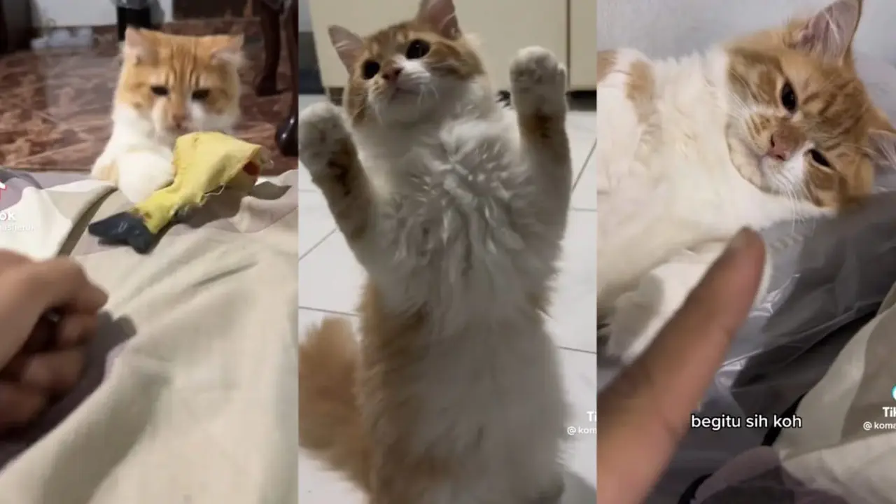 8 Tingkah Lucu Koma, Kucing Kesayangan Warga TikTok yang Berpisah dengan Pemiliknya