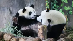 Jiajiazai (kiri), bayi dari panda raksasa Jiajia, bermain bersama induknya di aula panda raksasa Taman Margasatwa Shanghai di Shanghai, China timur (7/8/2020). Bayi panda jantan tersebut lahir pada 6 Oktober 2019 di taman itu. (Xinhua/Wang Xiang)