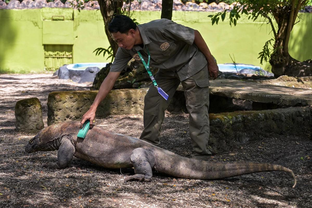 FOTO: KBS Pinjamkan Komodo Selama 5 Tahun untuk Program Konservasi Jepang