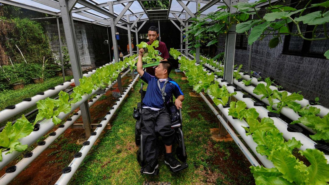 Murid difabel panen selada air di kebun hidroponik YPAC