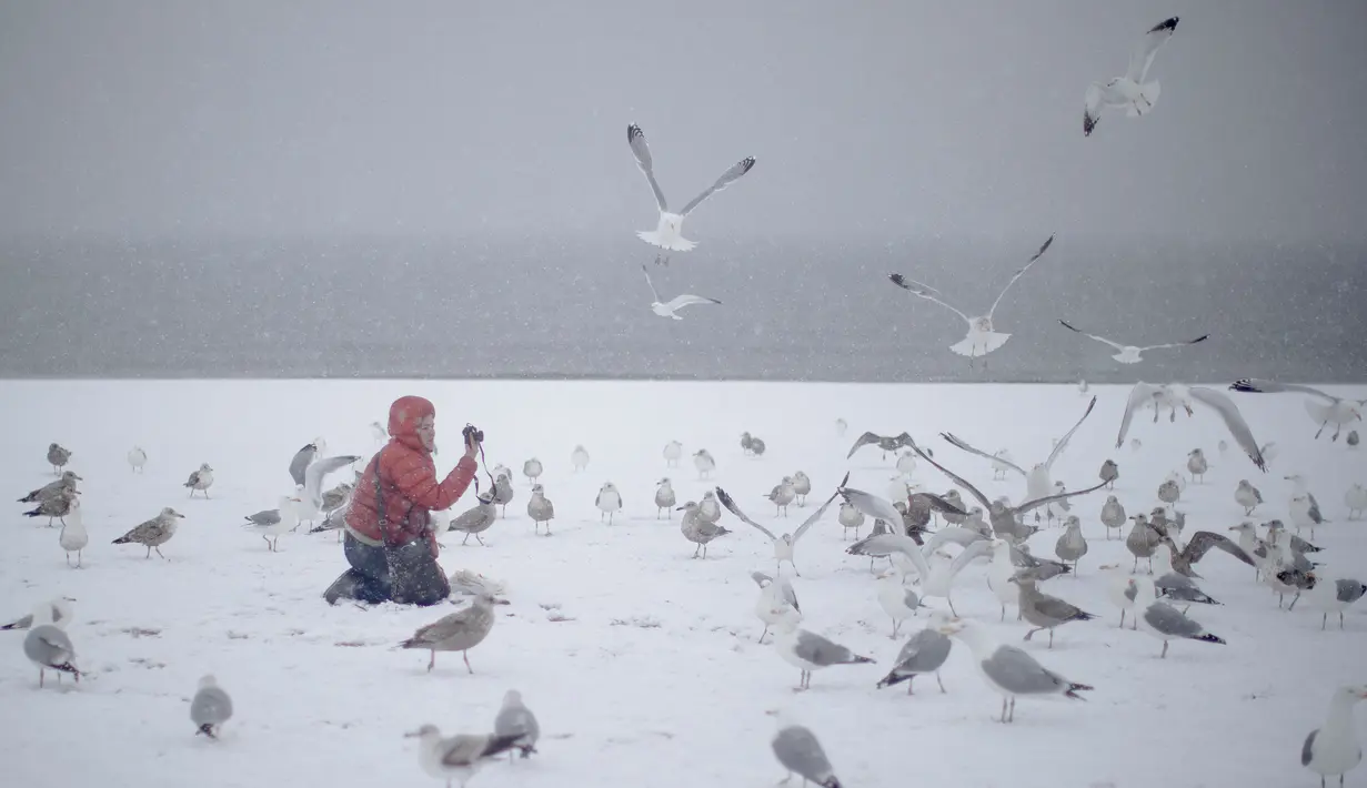Seorang wanita mengabadikan burung camar dengan kameranya saat badai salju di pantai Coney Island, New York (10/3). NWS menetapkan status darurat untuk negara bagian New York dan New Jersey yang terancam dilanda badai salju. (AP Photo / Mary Altaffer)
