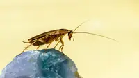 How to Kill Cockroaches: 10 Simple Tips to Clean Your House from the Insects