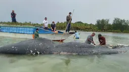 Foto tak bertanggal, peneliti mengumpulkan sampel bangkai paus sperma di perairan Wakatobi, Sulawesi Tenggara. Paus dengan panjang 9,5 meter itu ditemukan dalam kondisi sudah mati dan mulai membusuk. (Muhammad Irpan Sejati Tassakka, AKKP Wakatobi via AP)