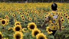 Seorang perempuan berjalan melalui ladang bunga matahari di Wachirabenchathat Park di Bangkok pada 20 Januari 2022. Bunga matahari yang bermekaran pada November hingga Januari menjadi daya tarik wisatawan. (Jack TAYLOR / AFP)