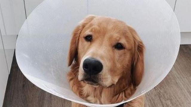 anjing telan airpod pemiliknya