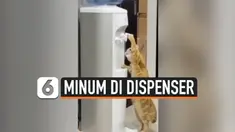 KELAKUAN AJAIB KUCING, AMBIL MINUM SENDIRI DI DISPENSER
