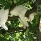 Kucing tidur di pohon (Sumber: Twitter/uwucuteables)