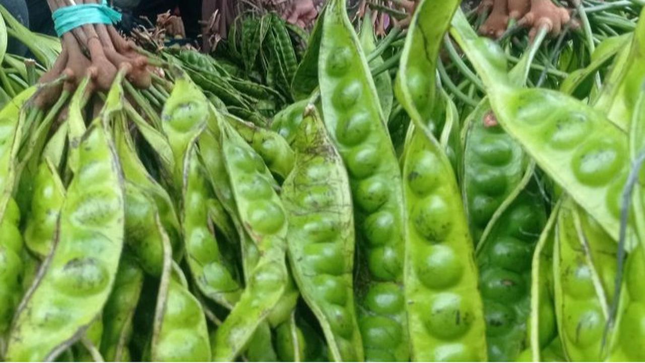 Resep Mengolah Petai yang Tepat untuk Penderita Diabetes, Nikmati Rasanya dengan Aman