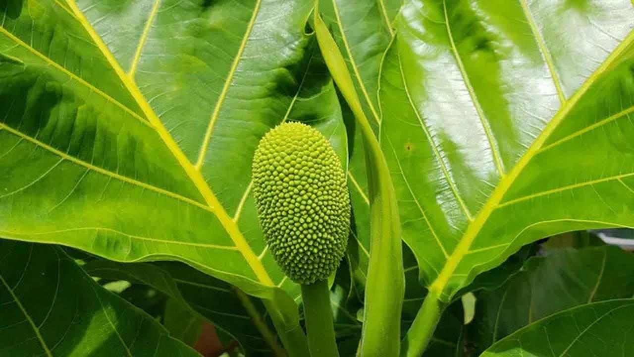 Panduan Merebus Daun Sukunn untuk Asam Urat, Simak Tips Konsumsinya