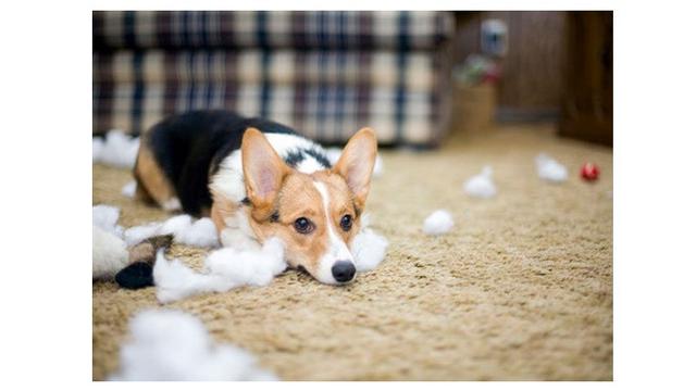 Ekspresi Anjing Saat Merusak Barang Majikannya Ini Bikin Geleng Kepala