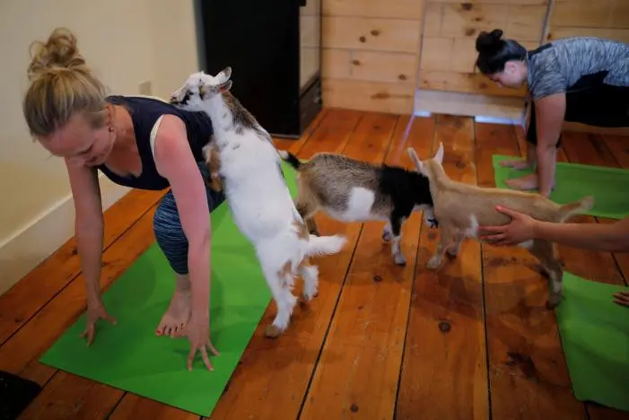 Bagaimana bila Anda ditemani oleh seekor kambing, yang akan melompat ke punggung saat sesi yoga berlangsung? (Reuters/Brian Snyder)