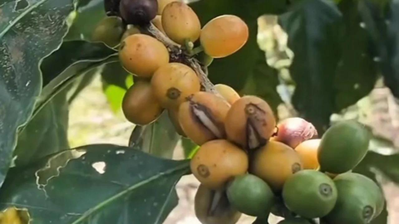 Banyuwangi Punya Kopi Langka Jenis Yellow Caturra dan Yellow Bourbon, Tumbuh Subur di Lereng Gunung Raung