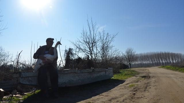 Persahabatan Unik Kakek di Turki dan Angsa Selama Puluhan Tahun