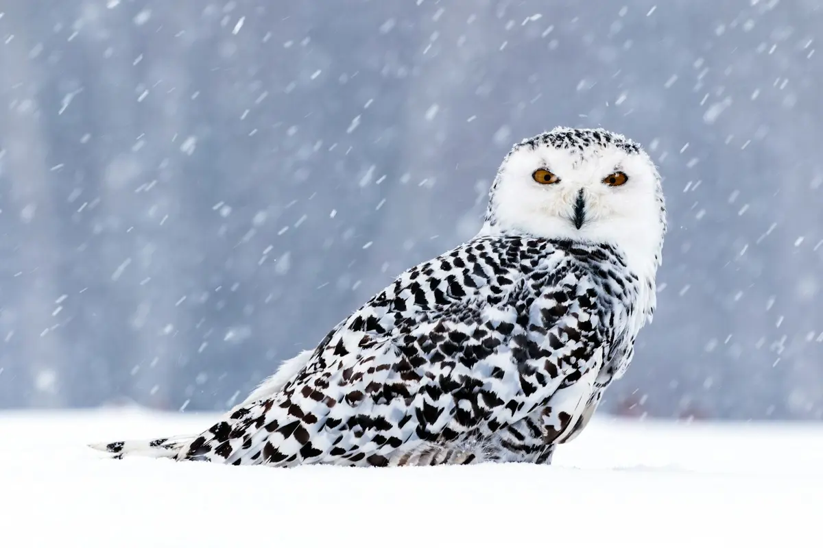 Snowy Owl