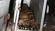 liputan6