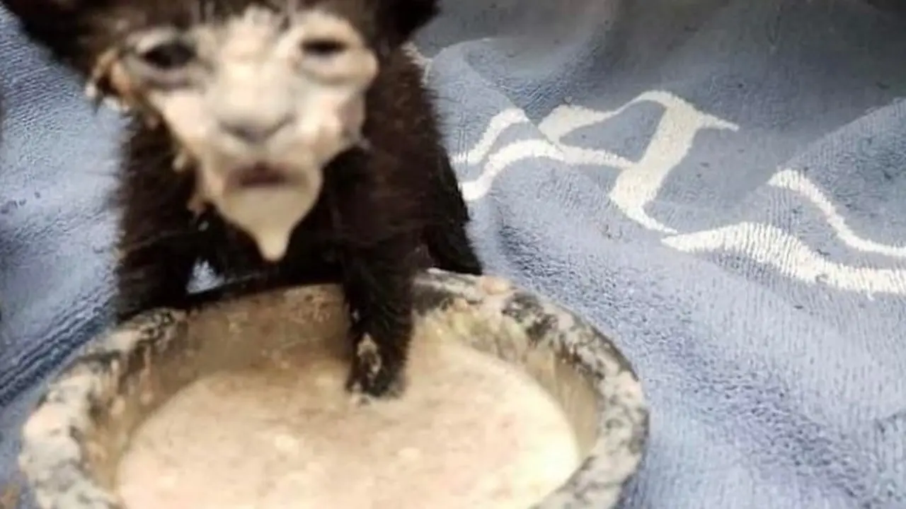 Tak Selalu Menggemaskan, Ini 8 Potret Saat Kucing Bertingkah Aneh