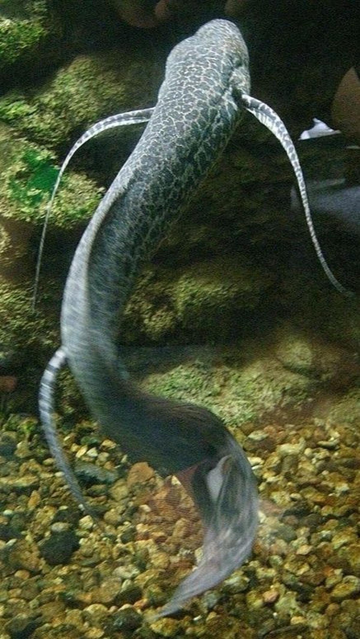 <b>Lungfish: Vertebrata Berusia 400 Juta Tahun</b>