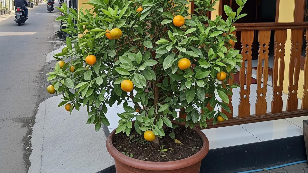 12 Tanaman Buah dalam Pot untuk Teras Rumah Sebagai Penyaring Debu Jalan