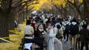 Dua wanita yang memakai masker  untuk membantu mengekang penyebaran virus corona berselfie saat mereka berjalan melewati deretan pohon ginkgo di sepanjang trotoar saat pepohonan dan trotoar ditutupi dengan daun kuning cerah di Tokyo (29/11/2021). (AP Phot/Kiichiro Sato)