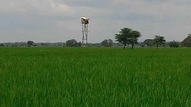 Petani andalkan burung hantu usir tikus di sawah (Liputan6.com/Fauzan)
