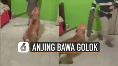 Aksi mengejutkan dilakukan oleh seekor anjing yang satu ini. Bisa memegang golok untuk menakuti manusia.