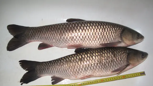Ikan Karper Rumput