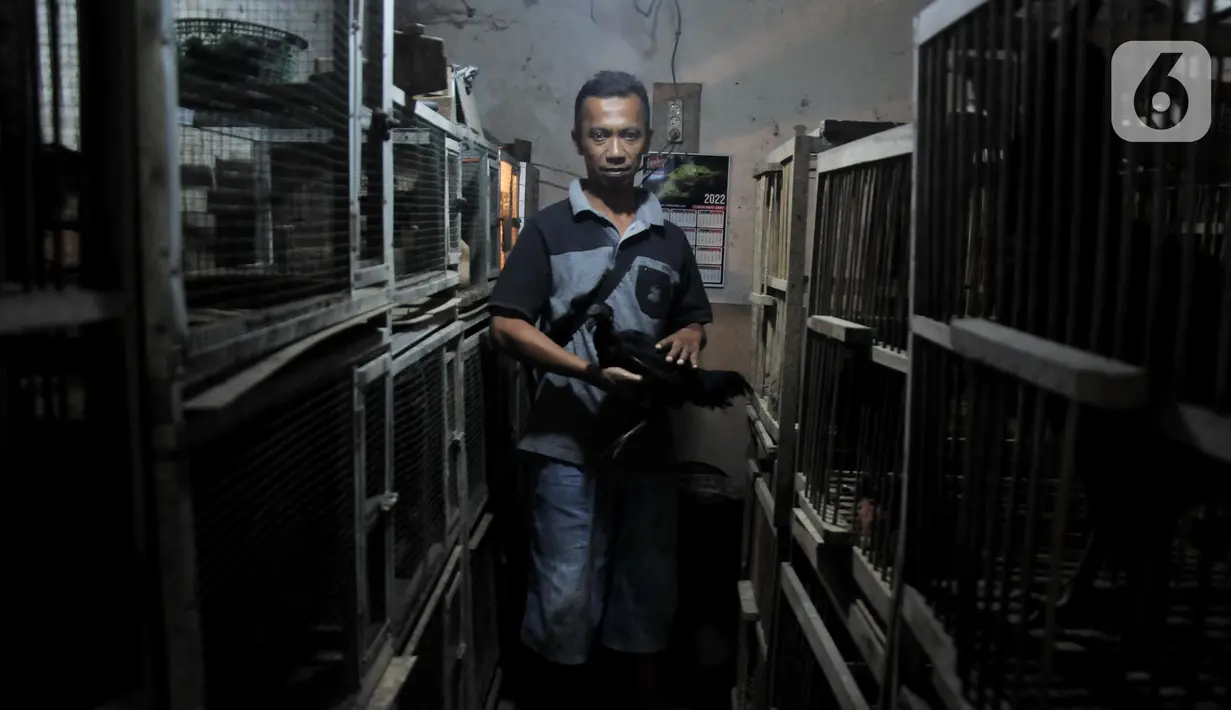 Safak (46) saat memegang ayam Cemani di peternakan rumahan kawasan Kedu, Kabupaten Temanggung, Jawa Tengah (27/2/2023). Ayah dua anak ini merupakan generasi ketiga peternak ayam Cemani meneruskan kakeknya sejak tahun 2000. (merdeka.com/Iqbal S Nugroho)