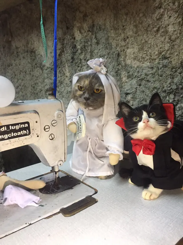 6 Pemotretan Kucing Tema Horor Ini Unik, Bikin Ngakak
