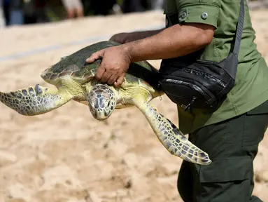 Seorang pria membawa penyu di Pantai Sanur, Denpasar, Bali, Jumat (10/6/2023). Ditpolairud Polda Bali melepasliarkan 64 penyu peliharaan komunitas dan sitaan. (SONNY TUMBELAKA/AFP)