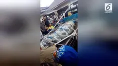 Buaya yang memakan wanita di Minahasa akhirnya ditangkap. Hal ini dilakukan demi pemeriksaan medis yang dilakukan petugas.
