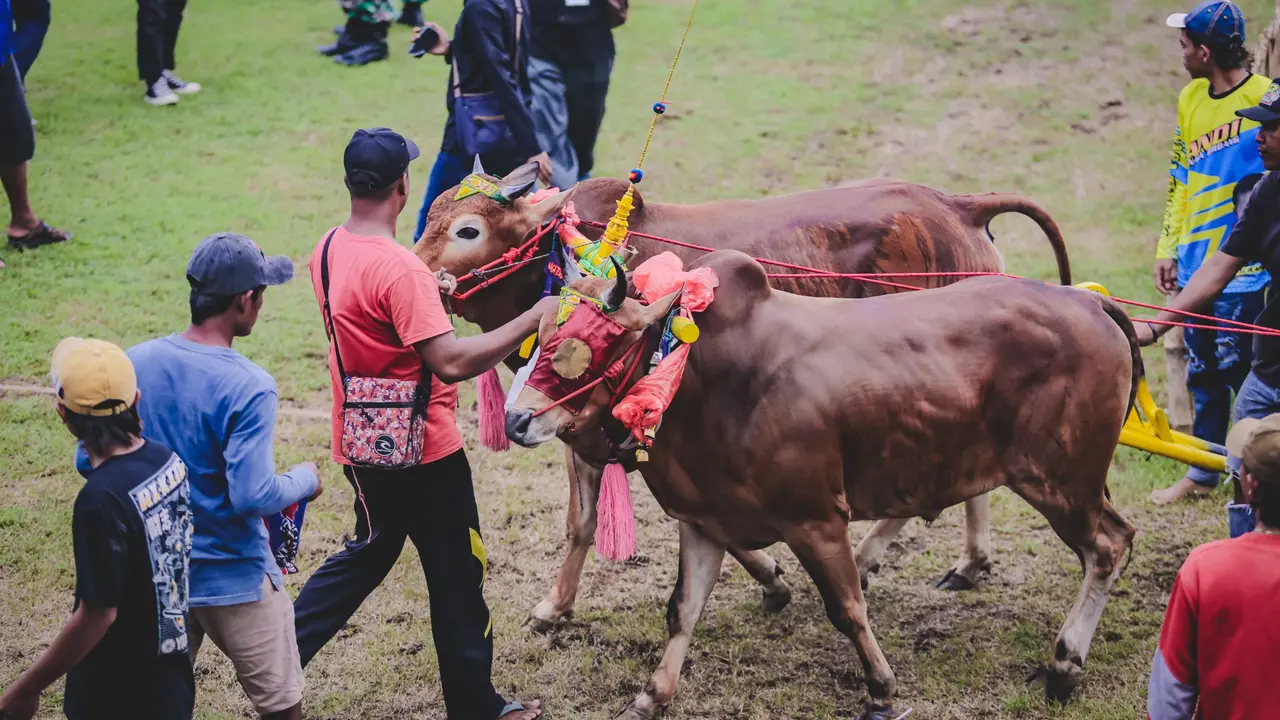 Pemkab Jember gelar lomba kerapan sapi untuk menarik wisatawan. (Istimewa)