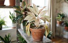 10 Penyebab Aglaonema Daunnya Pucat, Ternyata Bukan Cuma Kurang Sinar Matahari