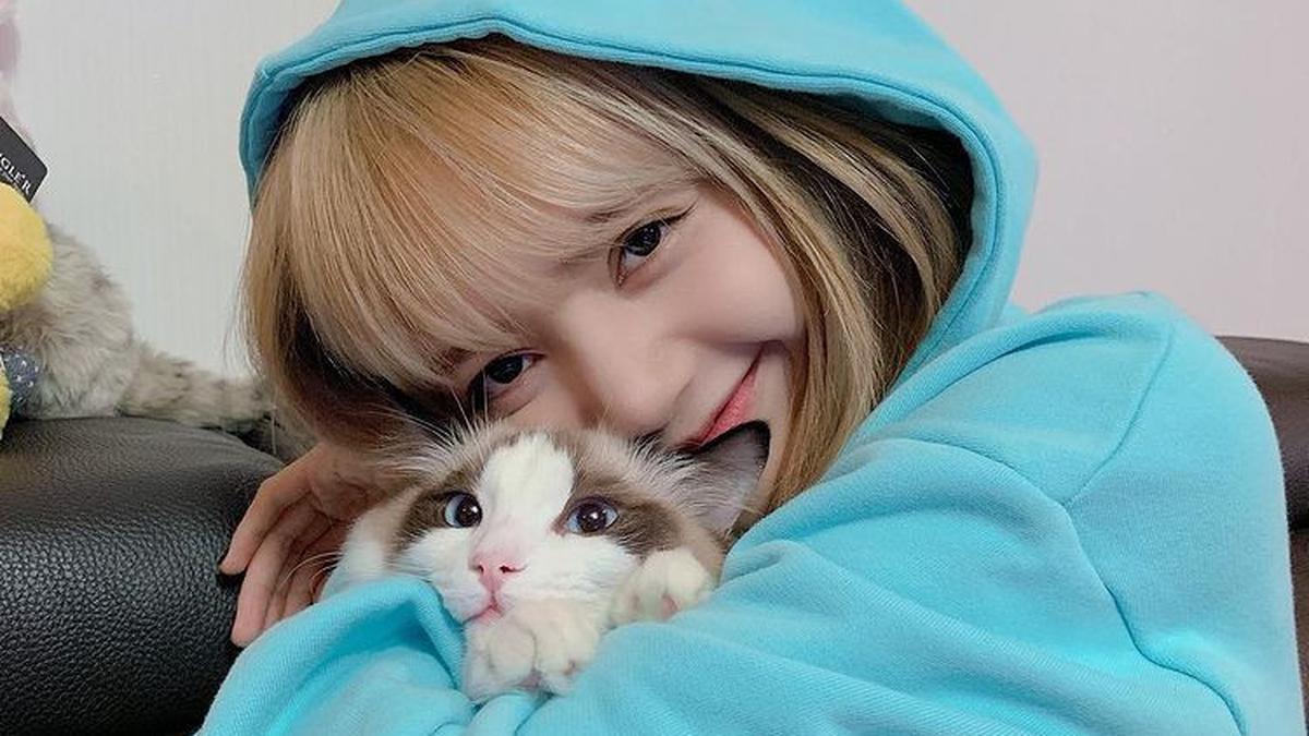6 Tips Ajak Kucing Bersosialisasi, Penting Perhatikan Usia Anabul ...