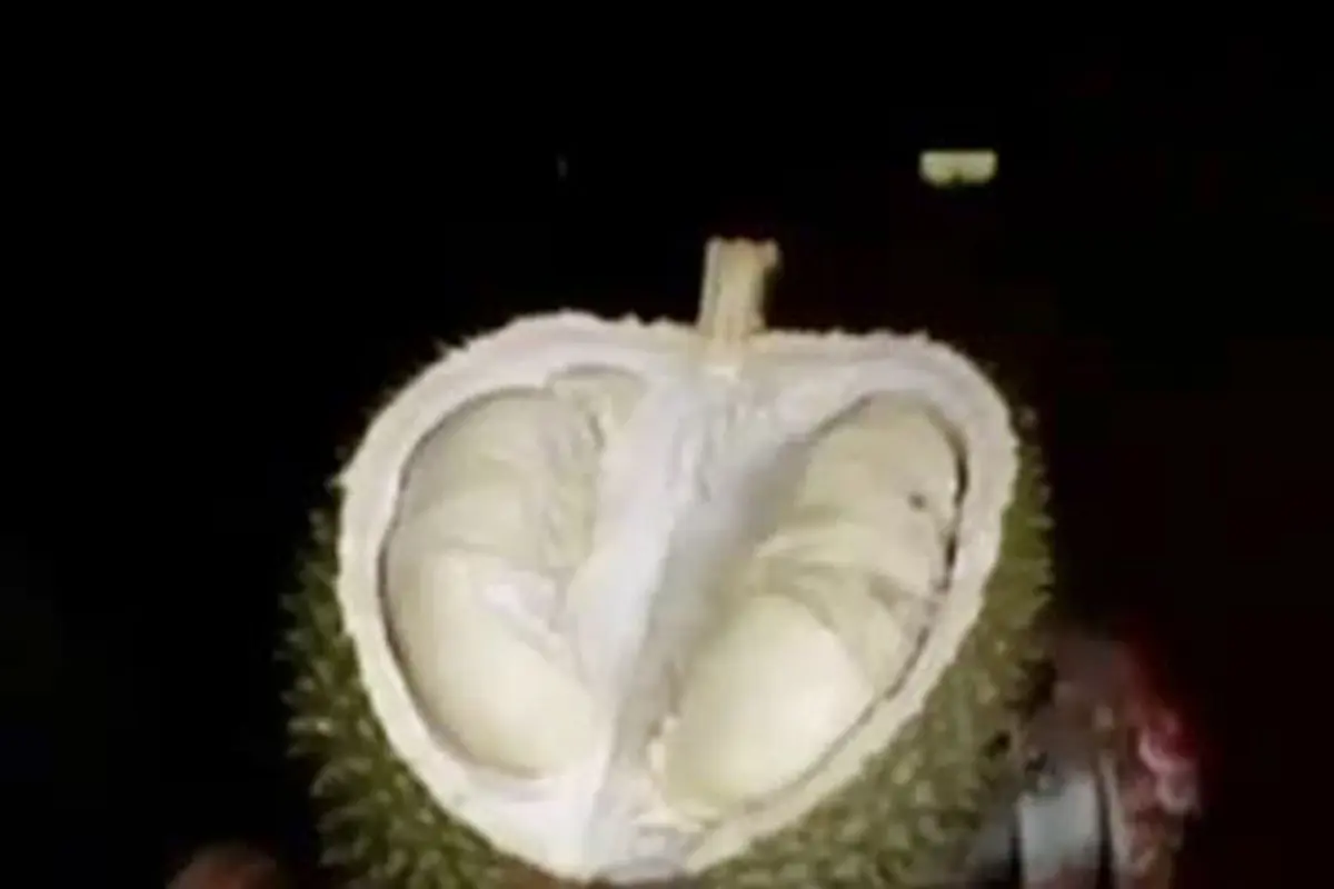 Segmen 7: Wanita Tewas Karena Asyik hingga Wisata di Rumah Durian