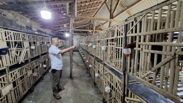 Kandang Ayam Pakoy Kepala Desa Tanjung Rejo, Sanjaya