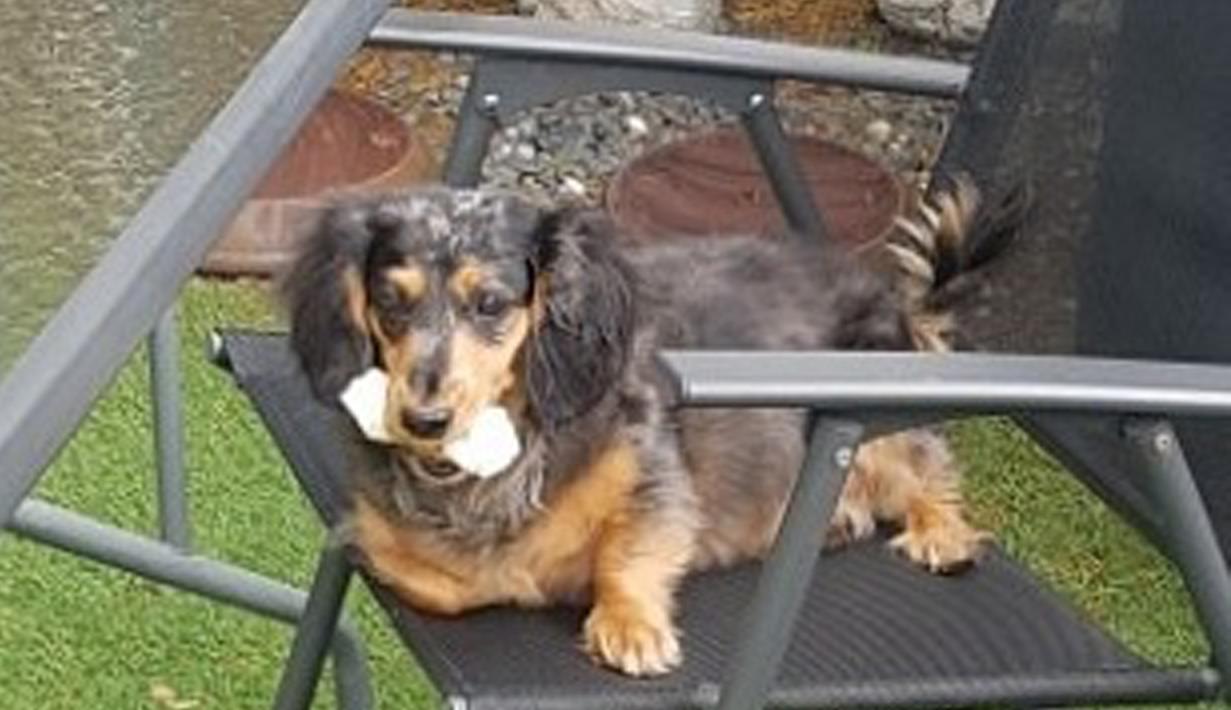 Anjing milik personel SHINee, Jonghyun yang bernama Roo menggigit tulang mainan. Usai ditingal pemiliknya, ucapan duka serta kepedulian mengalir di foto Roo yang dipajang di Instagram Jonghyun. (instagram/jonghyun.948)