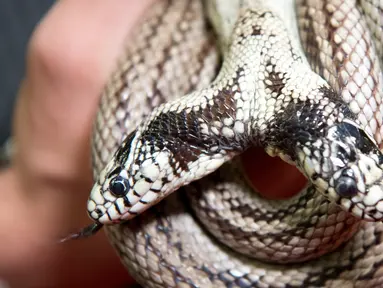 Seekor ular raja California berkepala dua berusia 17 tahun (Lampropeltis getulus californiae) bernama Tom & Jerry dipamerankan di 'Expo Reptil', Villeneuve, Swiss (22/12). Expo Reptil pameran keliling terbesar di Eropa. (Laurent Gillieron/Keystone via AP)