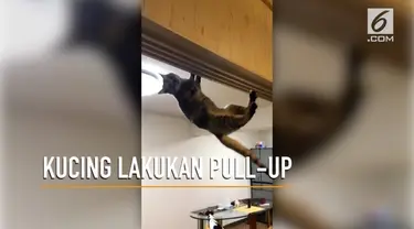 Aksi lucu seekor kucing yang sedang  pull-up di kusen pintu mengundang perhatian warganet.