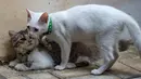 Seekor kucing belang tiga dan kucing dengan odd eye terlihat duduk di lantai di Jakarta, 22 Juli 2018. Hari Kucing se-Dunia, para penyuka kucing berbagi kebahagiaan dengan kucing-kucingnya yang diunggah di berbagai media sosial. (AFP/BAY ISMOYO)