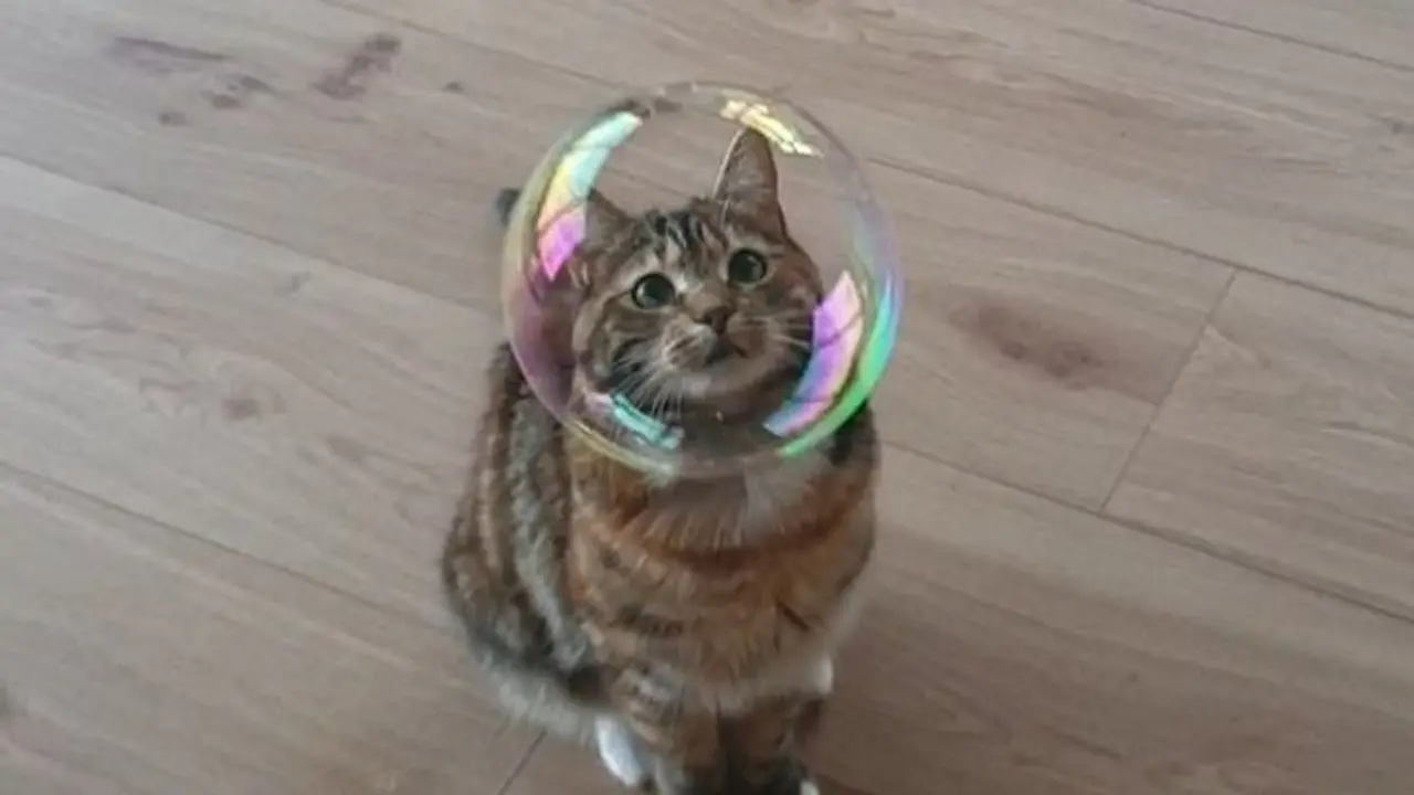 7 Potret Menggemaskan Kucing Ini Bakal Ceriakan Harimu