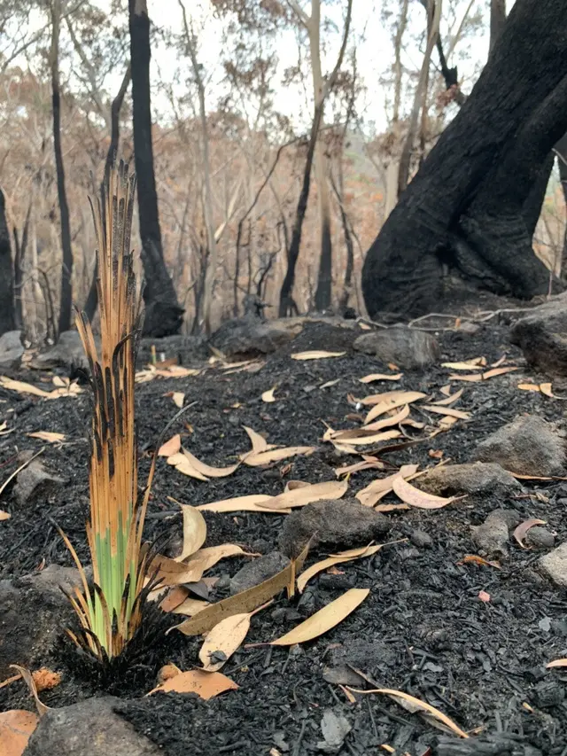 Foto Tumbuhan Hidup di Hutan Sisa Kebakaran Australia (sumber: worldofbuzz)