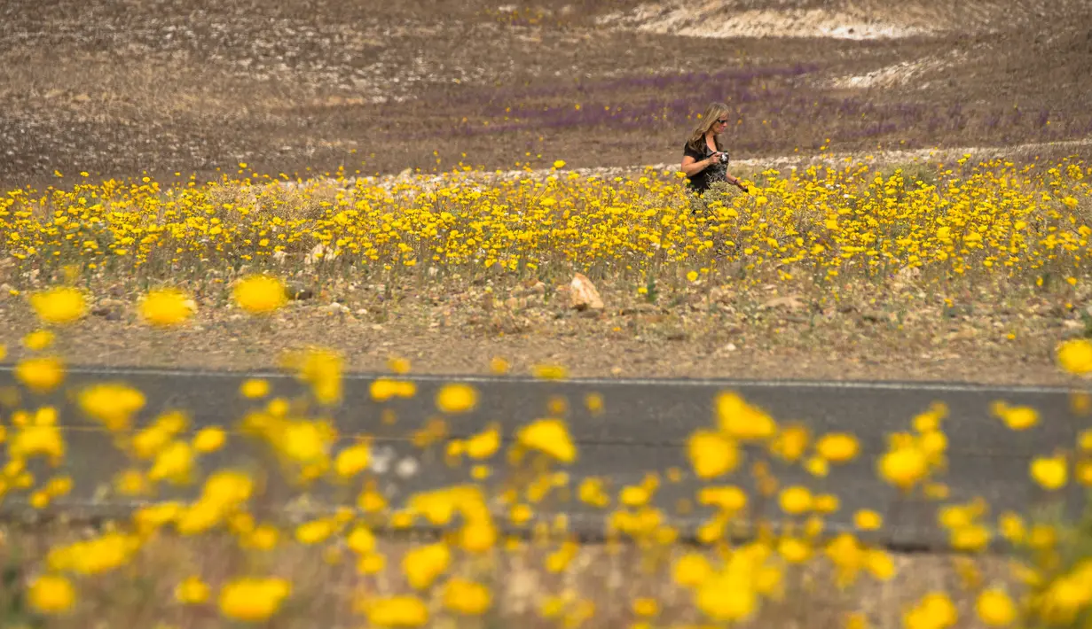Seorang wanita berada menikmati suasana ditengah hamparan bunga liar yang tumbuh di Taman Nasional Death Valley, California (4/3). Lokasi tumbuhnya bunga-bunga ini merupakan tempat yang kering dan mustahil ditumbuhi tumbuhan. (ROBYN BECK / AFP)