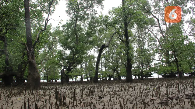 Hutan Mangrove Teluk Semanting
