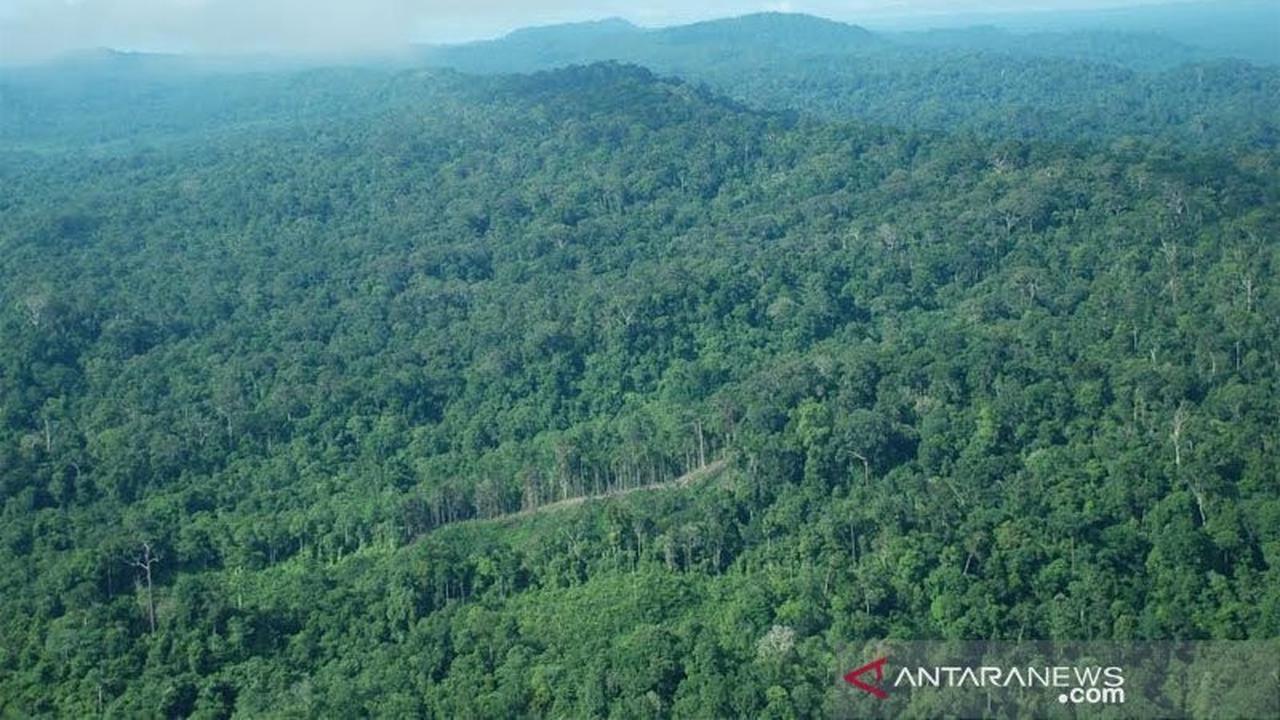 Akademisi dan Menteri ATR/BPN Tegaskan Jual Beli Hutan Ilegal Berstatus PPKH Langgar Aturan