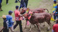 Tarik  wisatawan pemkab Jember gelar lomba kerapan sapi (Istimewa)